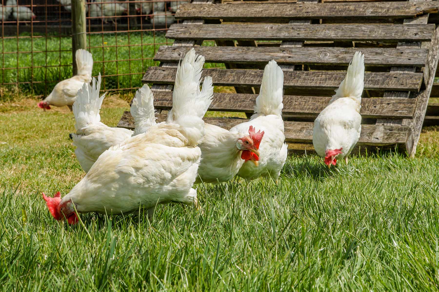 Das Bild zeigt Hühner auf der Weide. In jedem Huhn entsteht ca. ein Ei pro Tag. Die Entstehung eines Eis dauert etwa 24 bis 25 Stunden.